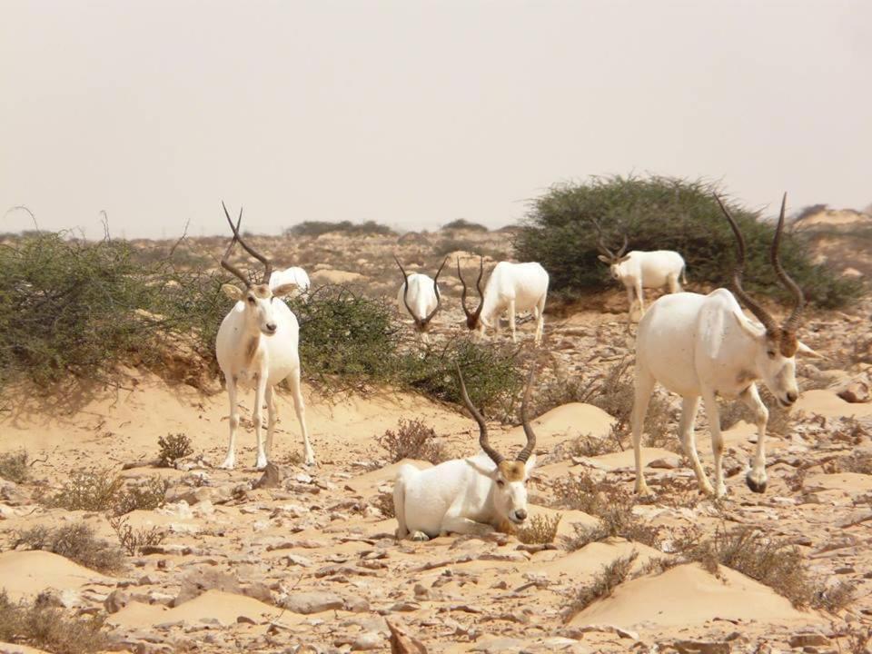 Résidence AGDAL Dakhla Esterno foto